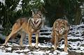 Bayerwald Tierpark_07
